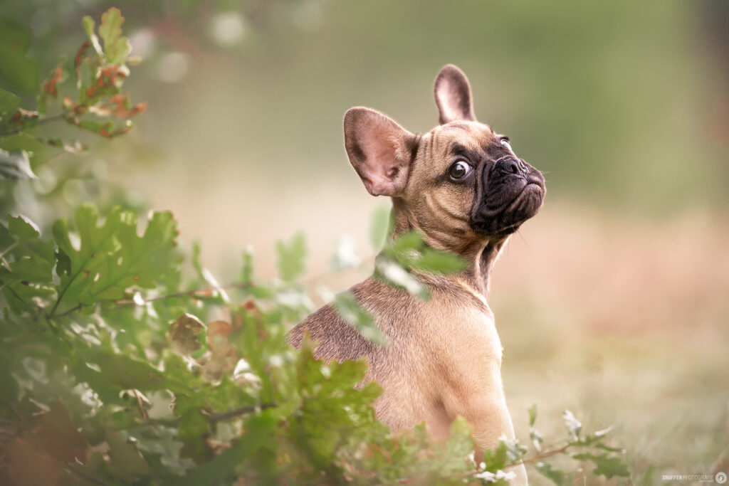 Seitlich im Wald sitzender Frenchie Welpe der seitlich in die Kamera schaut. Hintergrund verschwommen